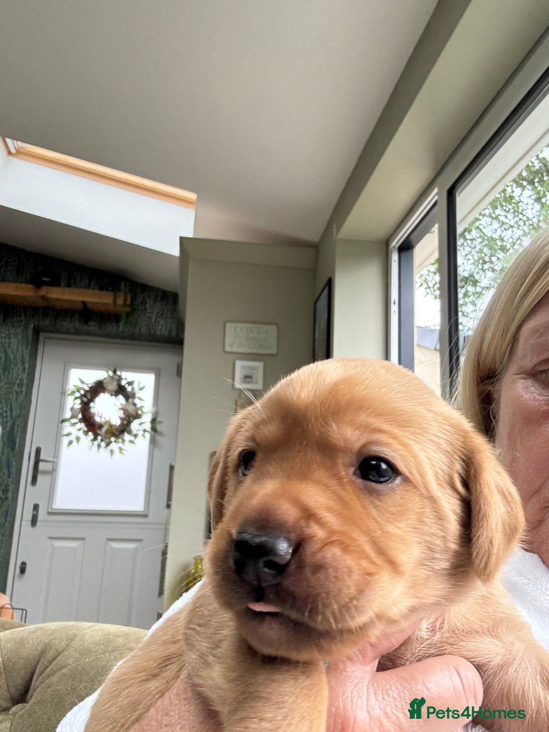 Labrador Retriever dogs for sale: Gorgeous Red Labrador Pups - Image 11