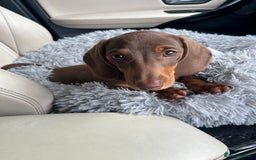 Dachshund dogs for sale: Miniature dachshund  - Image 1