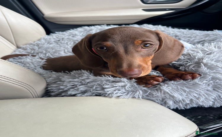 Dachshund dogs - Advert 11
