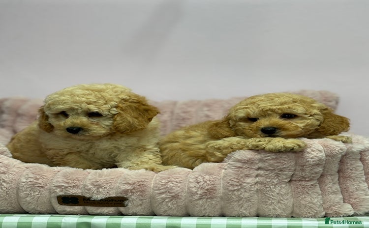 Cavapoo dogs - Advert 12