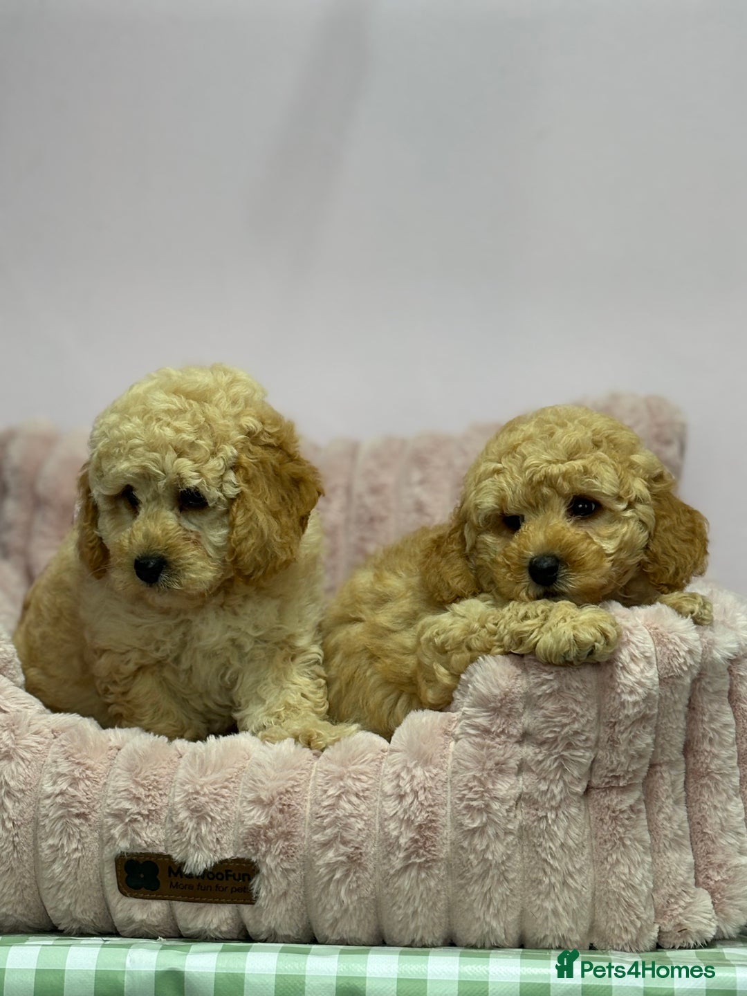 Cavapoo dogs for sale: Adorable Cavapoochon Puppies - Image 7