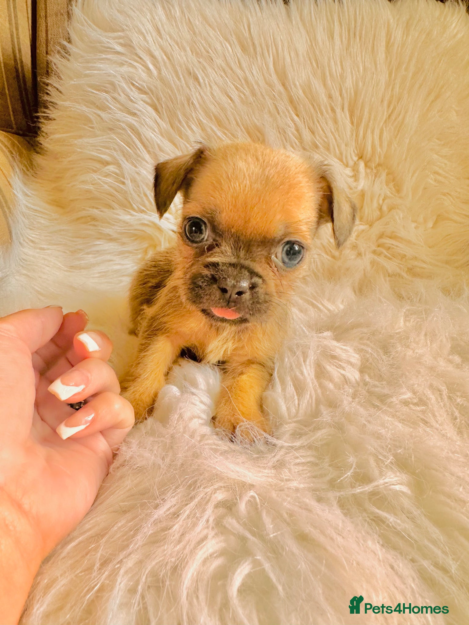 Mixed Breed dogs for sale: Shih Tzu x Frenchie pups - Advert 20