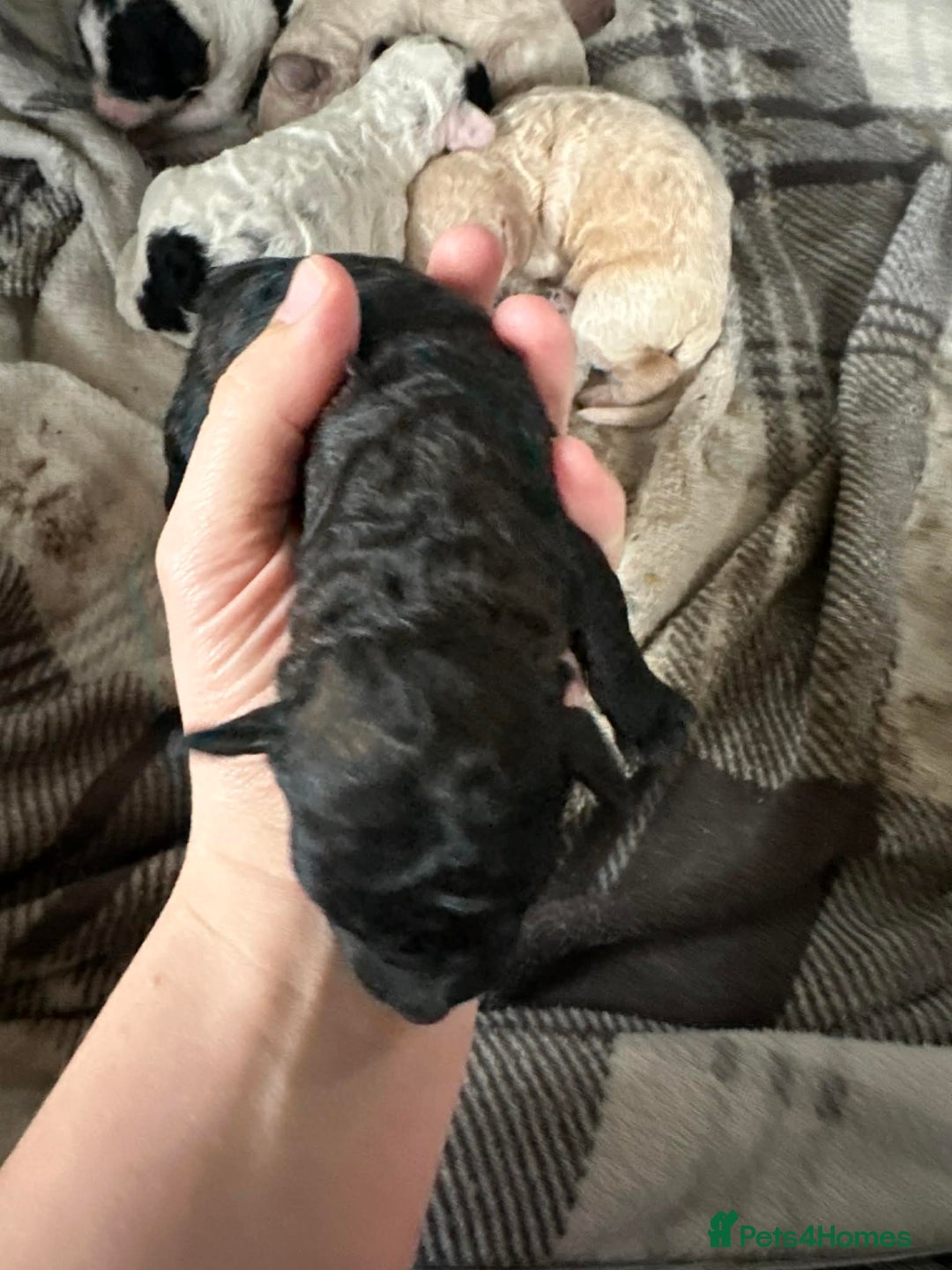 Cavapoo dogs for sale: F1b cavapoo pups extensively health tested - Advert 5