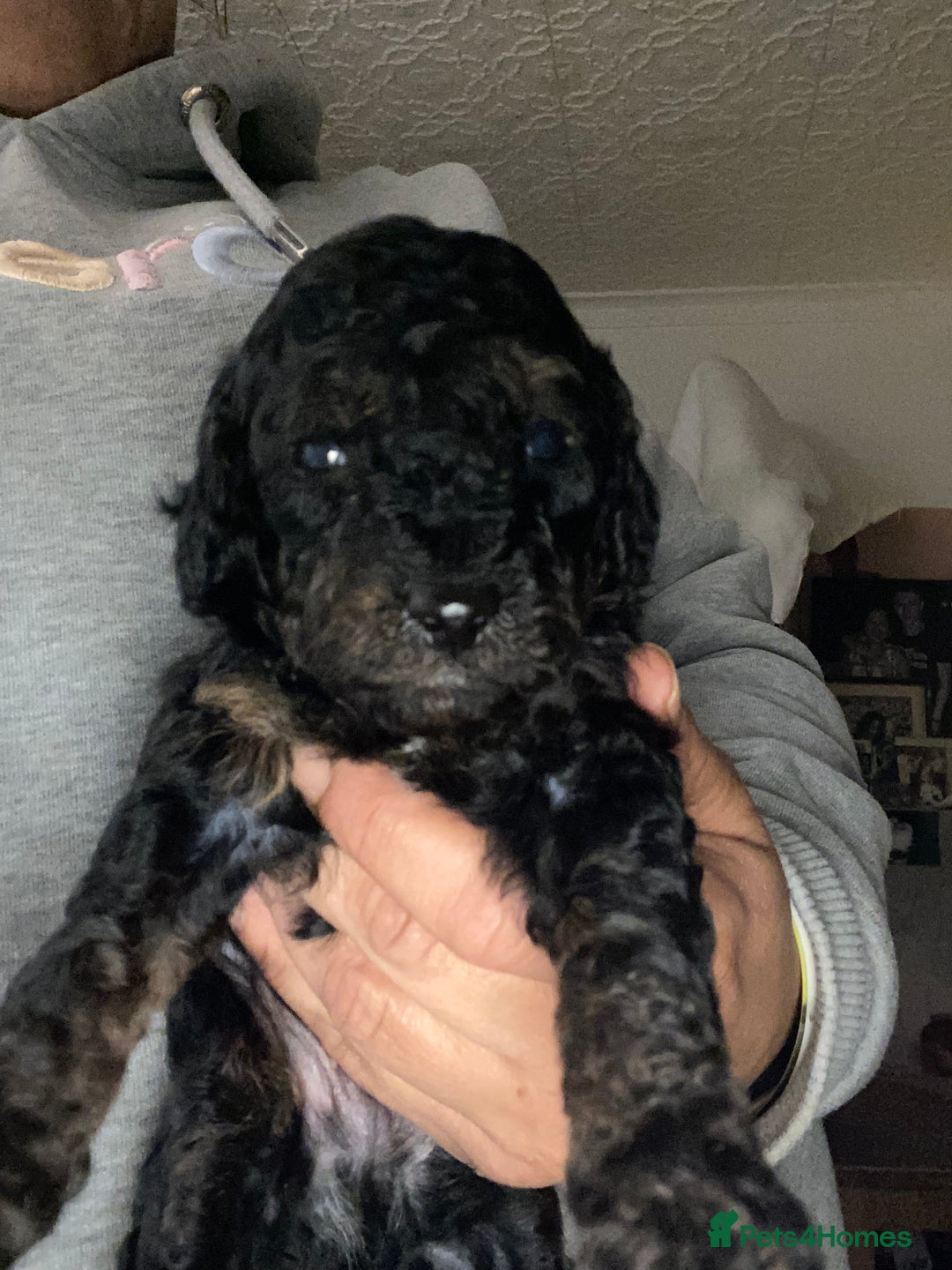 Miniature Poodle dogs for sale: Beautiful Miniature/Toy poodles  - Advert 31