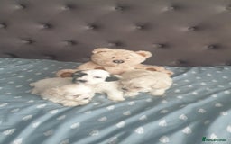 Bichon Frise dogs for sale: Bishon poppy's available  - Image 4
