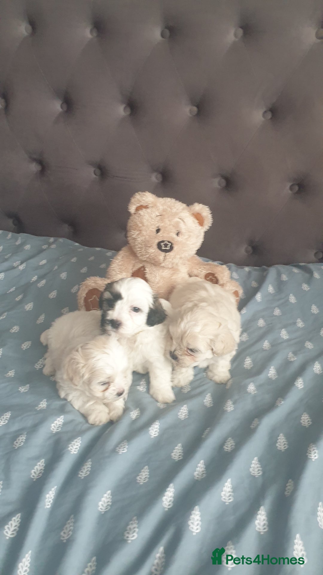 Bichon Frise dogs for sale: Bishon poppy's available  - Image 4