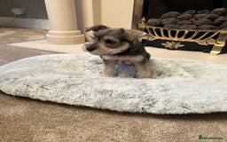 Miniature Schnauzer dogs for sale: KC REG RARE BLACK MINIATURE SCHNAUZER PUPPIES  - Image 8