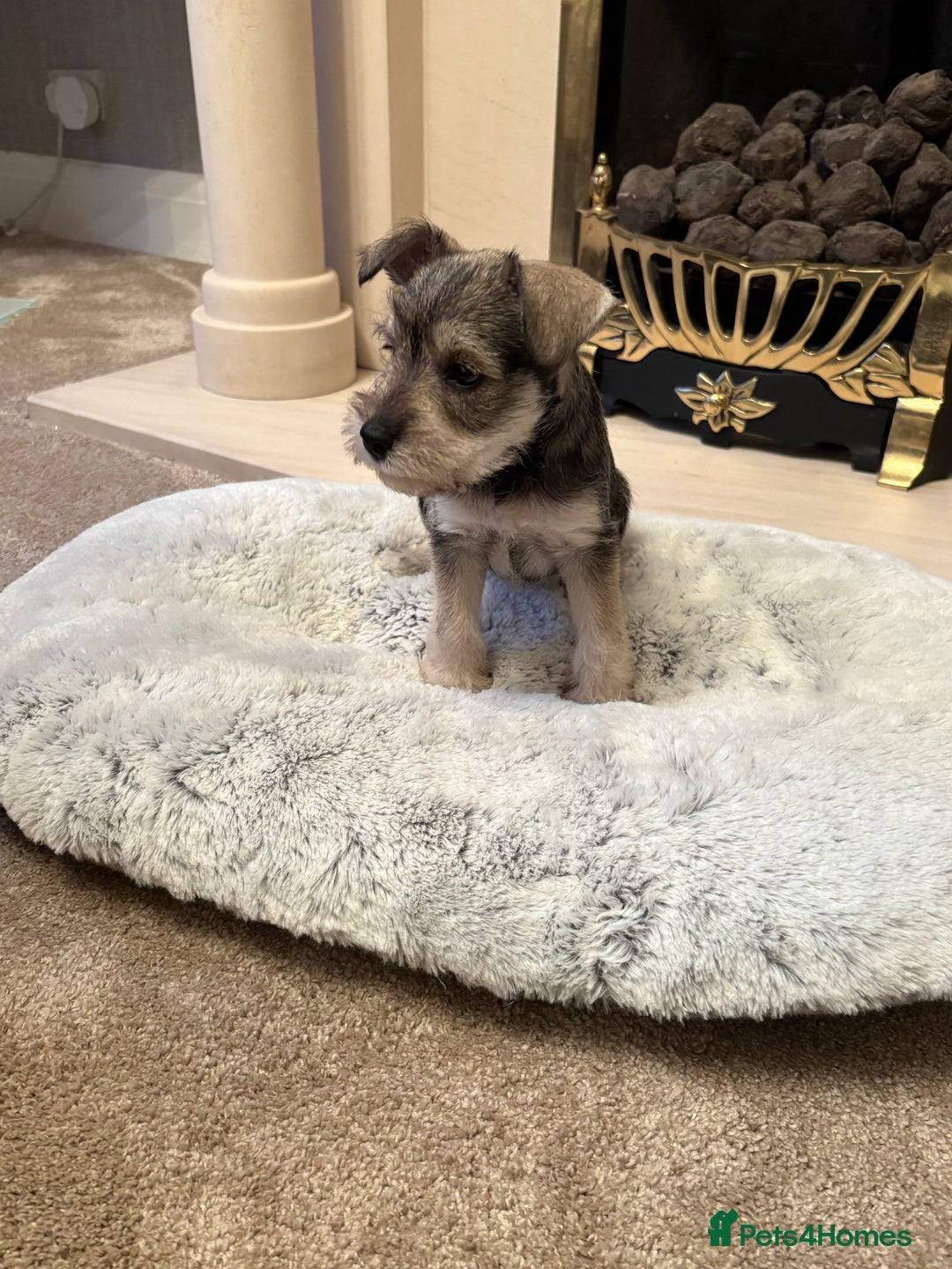 Miniature Schnauzer dogs for sale: KC REG RARE BLACK MINIATURE SCHNAUZER PUPPIES  - Image 8