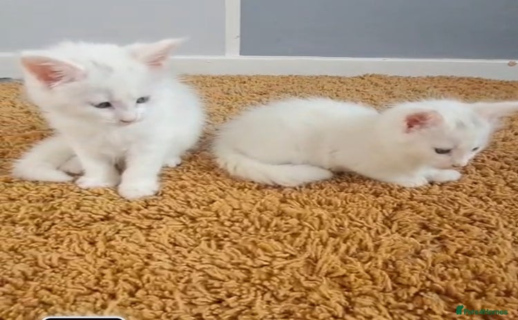 Maine Coon cats - Advert 1