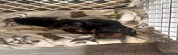 Miniature Dachshund dogs for sale: Miniature dachshund Kennel club registered  - Advert 8