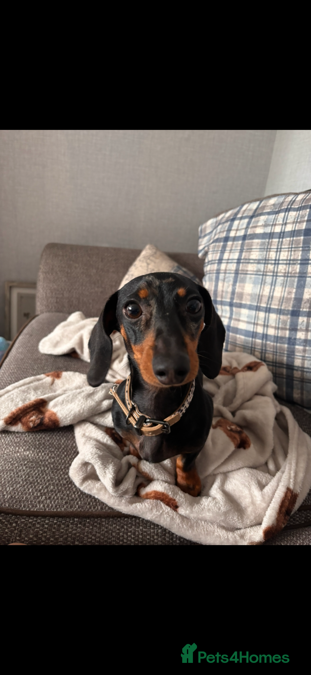 Miniature Dachshund dogs for sale: 1 year old female mini dachshund  - Advert 1