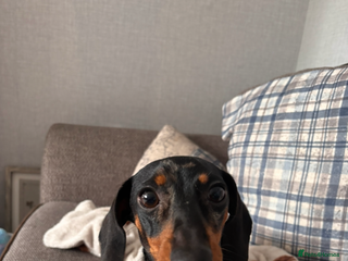 Miniature Dachshund dogs 1 year old female mini dachshund - Advert 1