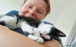 Mixed Breed cats for sale: Tortico female kitten for sale 3 months old - Image 10