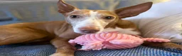 Ibizan Hound dogs for adoption: Kiara - a sweet low energy girl - Advert 4