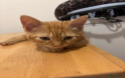 Domestic Shorthair cats for sale: Kittens - Image 2