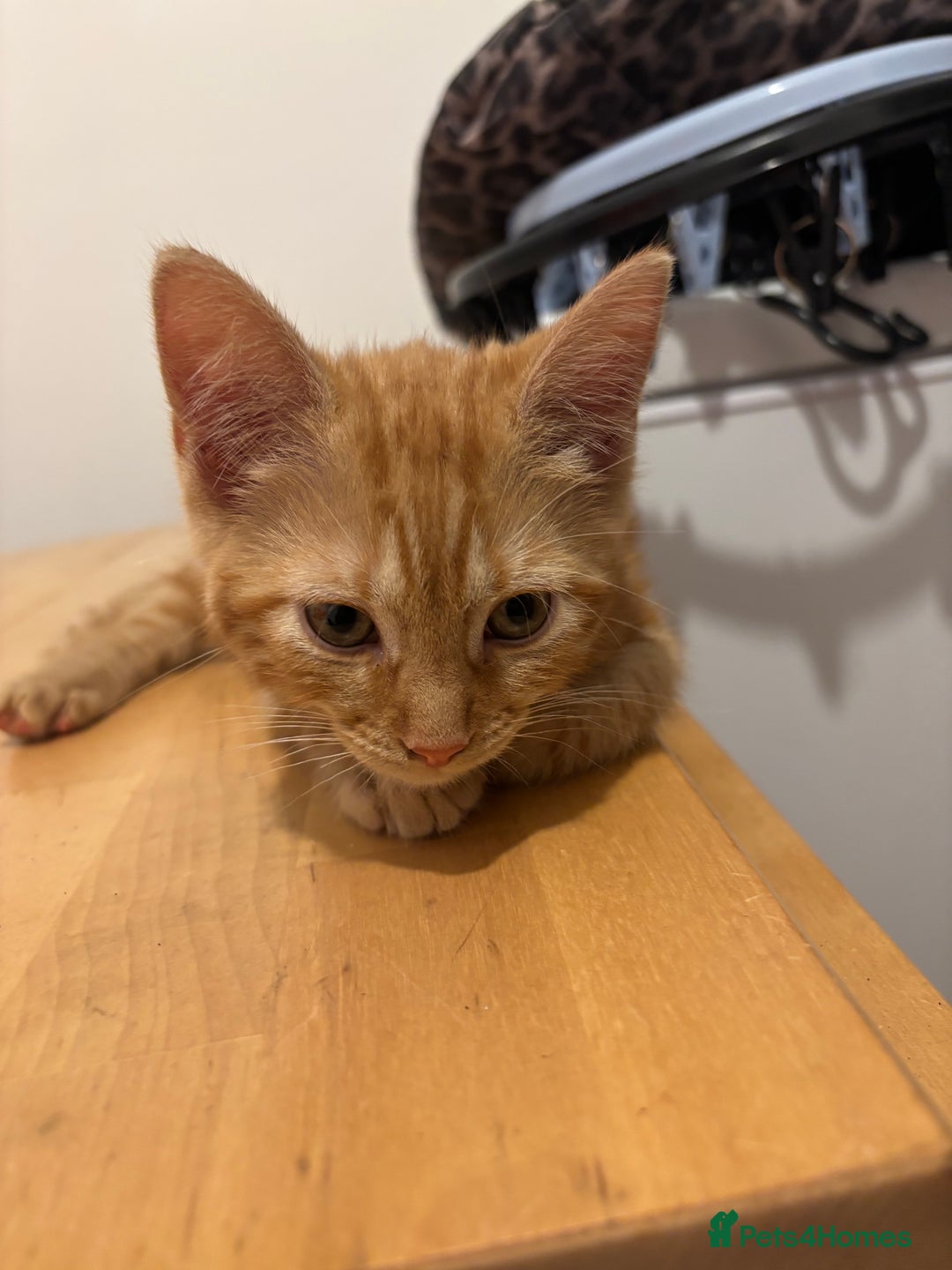 Domestic Shorthair cats for sale: Kittens - Image 2