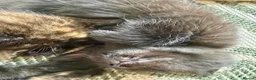 Ragdoll cats for sale: Adorable Teddy Bear Mink Ragdoll x BSH kittens  - Advert 11