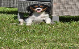 Cavalier King Charles Spaniel dogs for sale: Cavalier King Charles Puppies  - Image 2