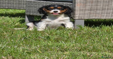 Cavalier King Charles Spaniel dogs - Advert 1