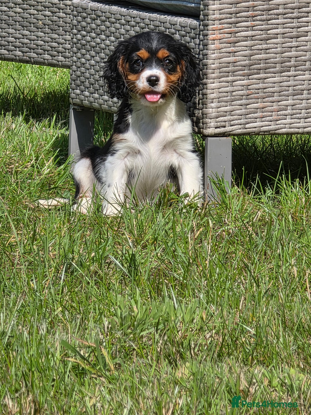 Cavalier King Charles Spaniel dogs for sale: Cavalier King Charles Puppies  - Image 2