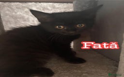 Domestic Shorthair cats for sale: Adopt love  - Image 2