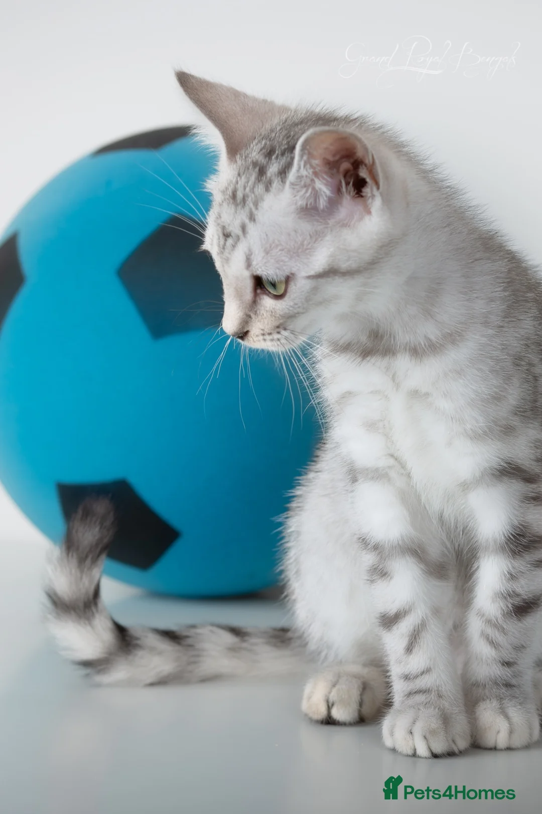 Bengal cats for sale: Rare Silver Bengal Kittens – Boy & Girl Available - Advert 2