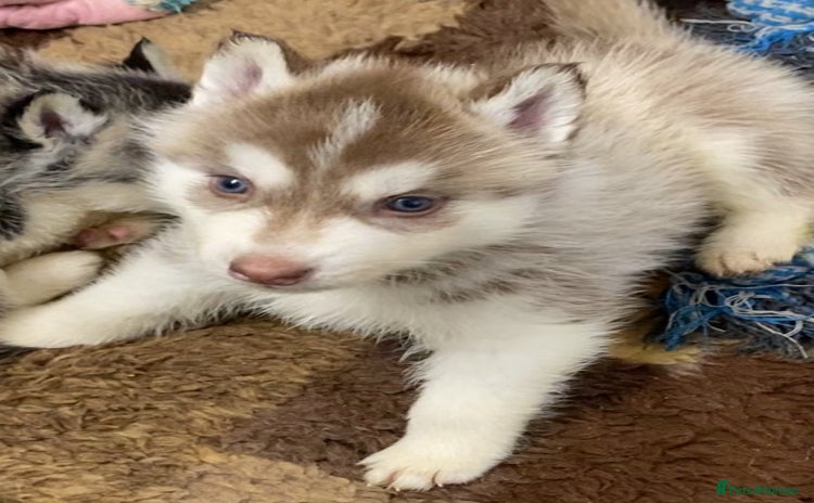 Siberian Husky dogs - Advert 2