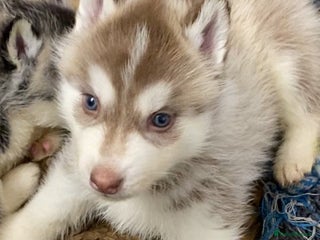 Siberian Husky dogs - Advert 1