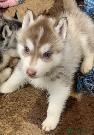 Siberian Husky dogs - Advert 2