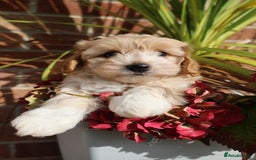 Maltipoo dogs for sale: Beautiful Maltipoo Babies - Image 26