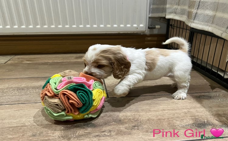 Cocker Spaniel dogs - Advert 1