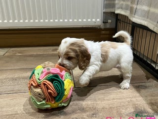 Cocker Spaniel dogs - Advert 12