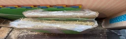 Guinea Pig rodents for sale: 3 male guinea pigs and everything needed for sale  - Advert 5