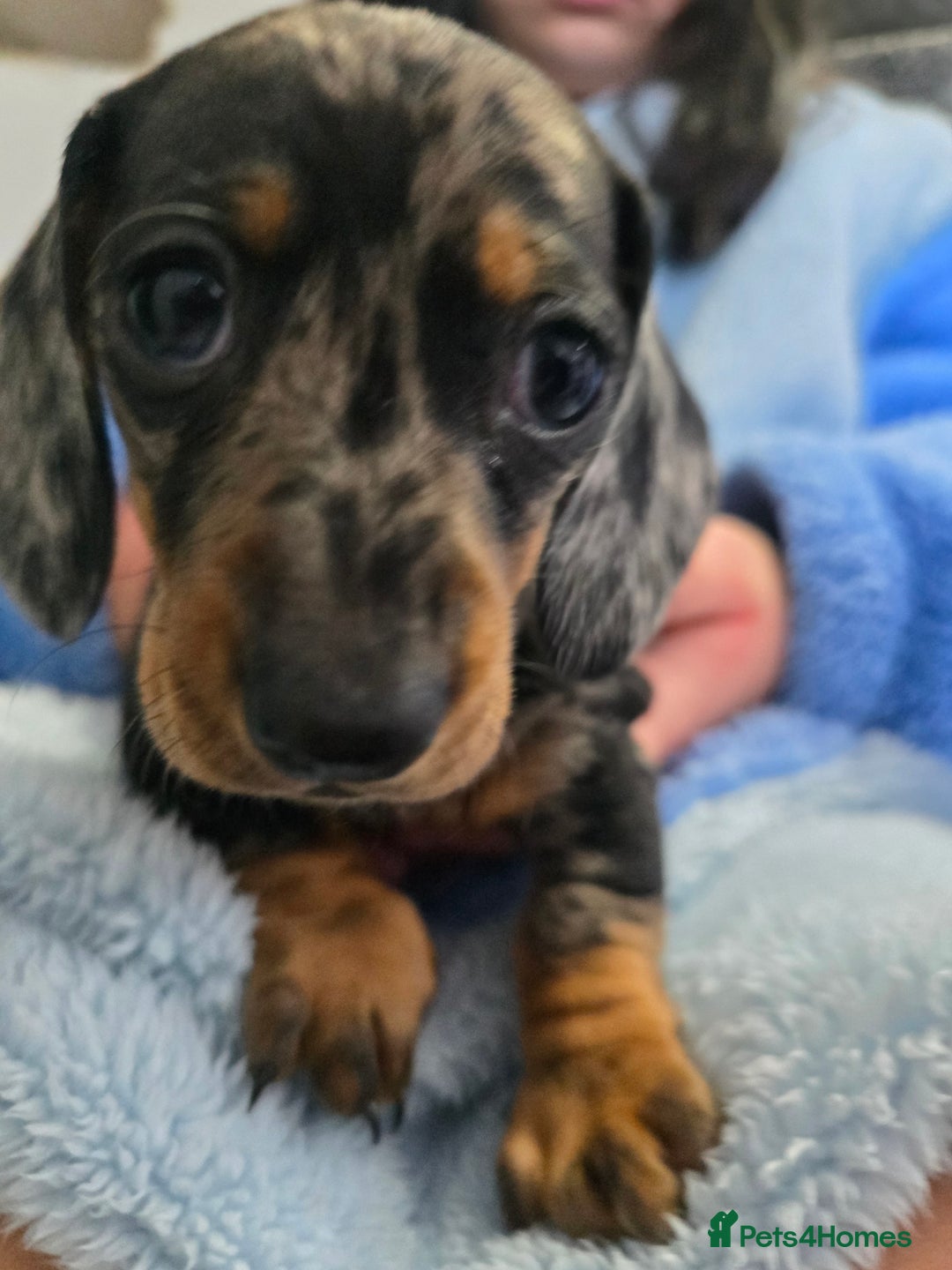 Dachshund dogs for sale: 6 mini daschunds looking for new home - Advert 4