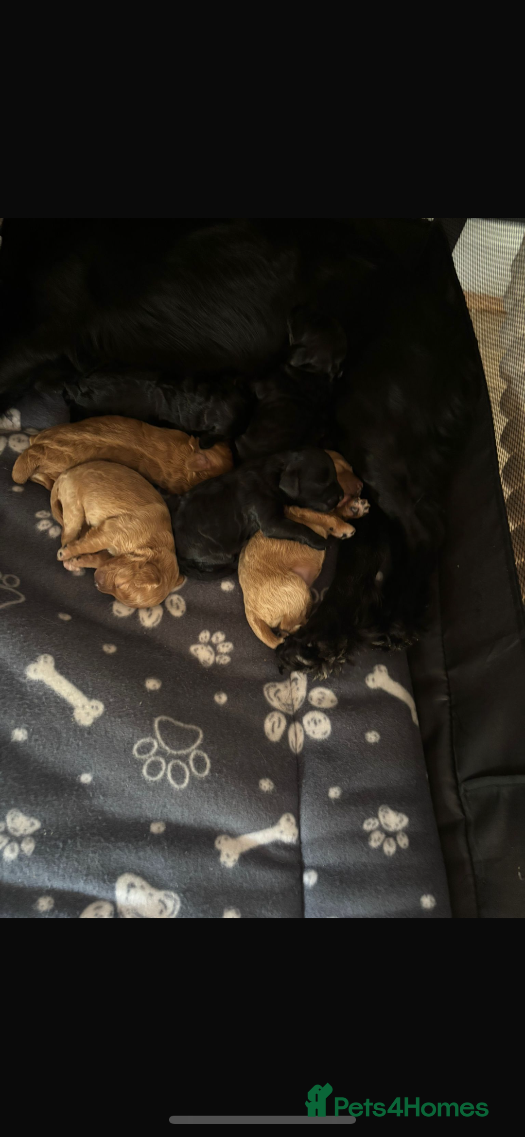 Cockapoo dogs for sale: Cockapoo puppies F1B - Image 25