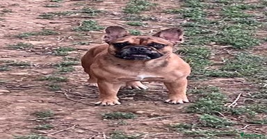 French Bulldog dogs - Advert 7
