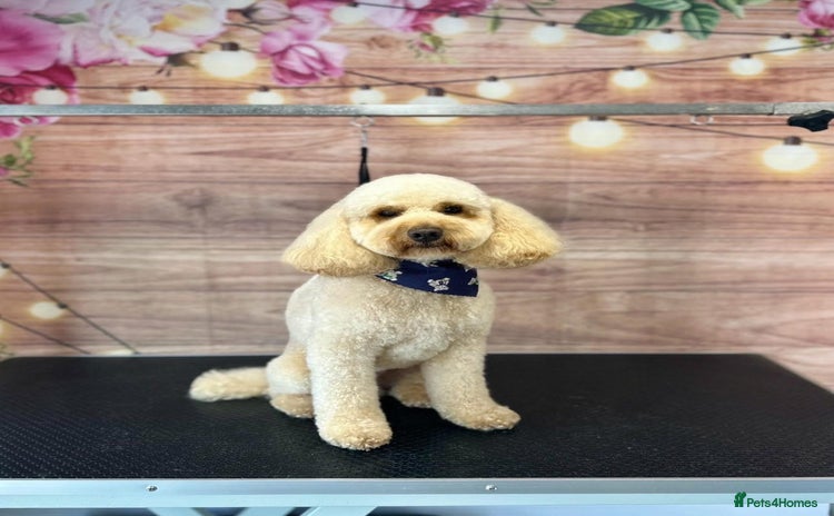 Cockapoo dogs in Wigan - Advert 3