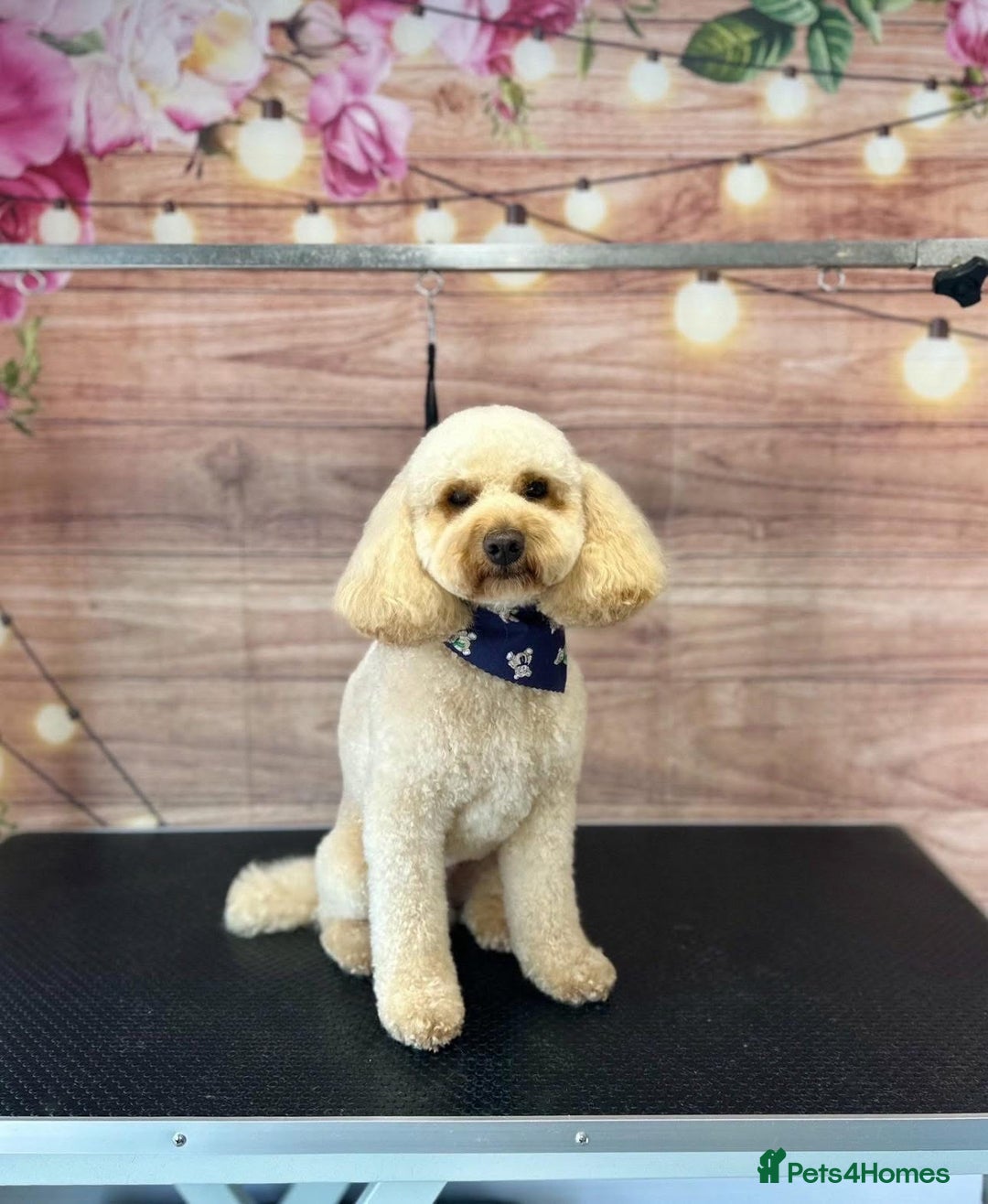 Cockapoo dogs for stud: Our beautiful Kesi F1b Cockapoo stud only in Wigan - Image 1