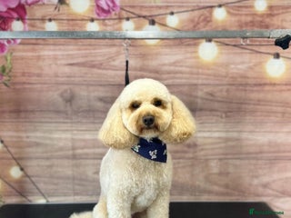 Cockapoo dogs in Wigan - Advert 29