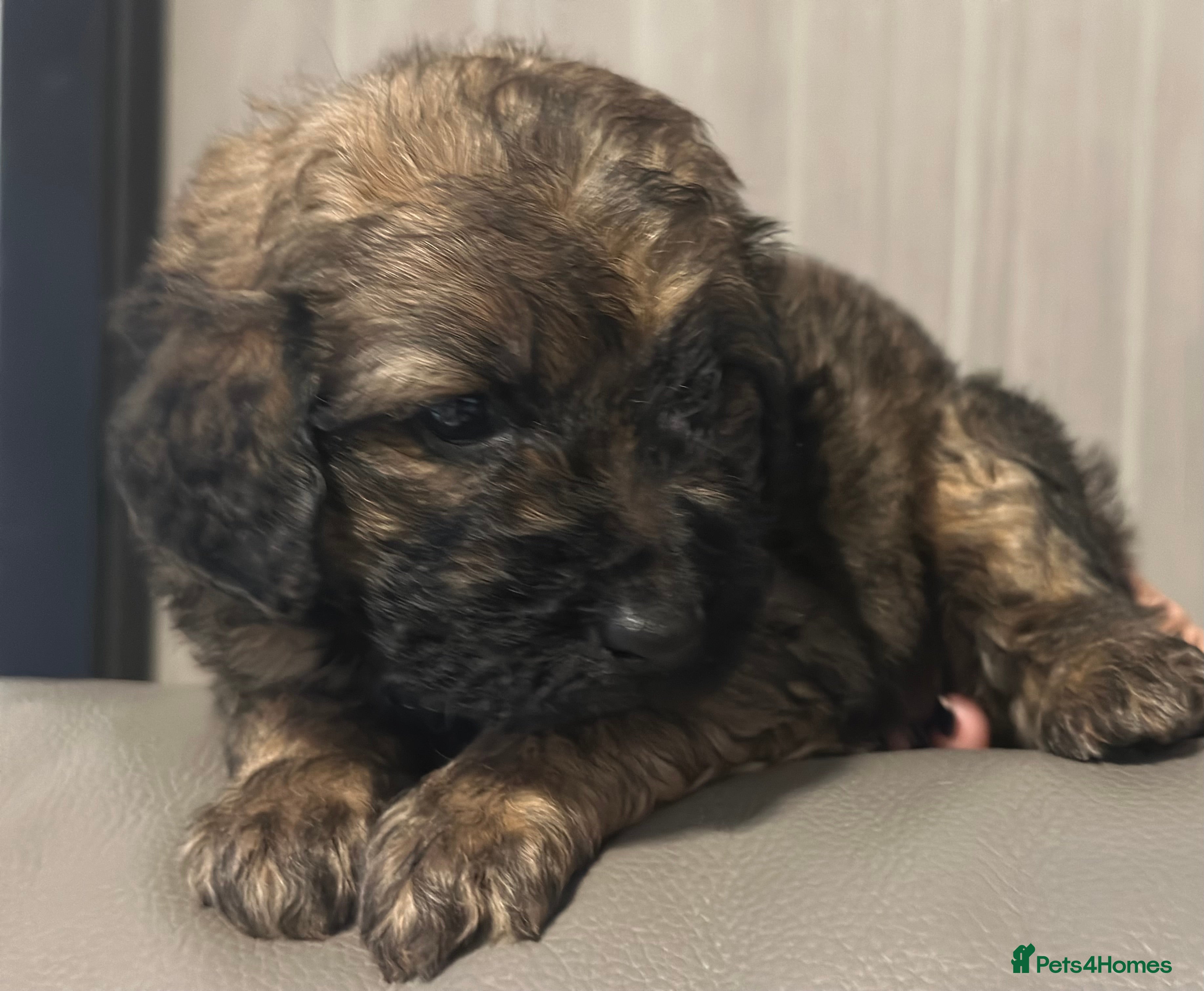Mixed Breed dogs F1B STANDARD PRA CLEAR STBERNADOODLE - Advert 17