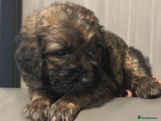 Mixed Breed dogs F1B STANDARD PRA CLEAR STBERNADOODLE - Advert 17