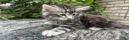 Maine Coon cats for sale: Maine Coon Bengal Cross Kittens - Advert 34