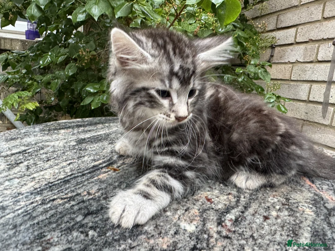 Maine Coon cats for sale: Maine Coon Bengal Cross Kittens - Advert 34