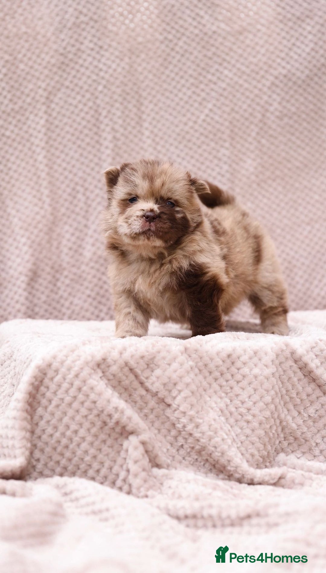 Chow Chow dogs for stud: Sire JIMMY , rainbow producer . in Gloucester - Advert 10