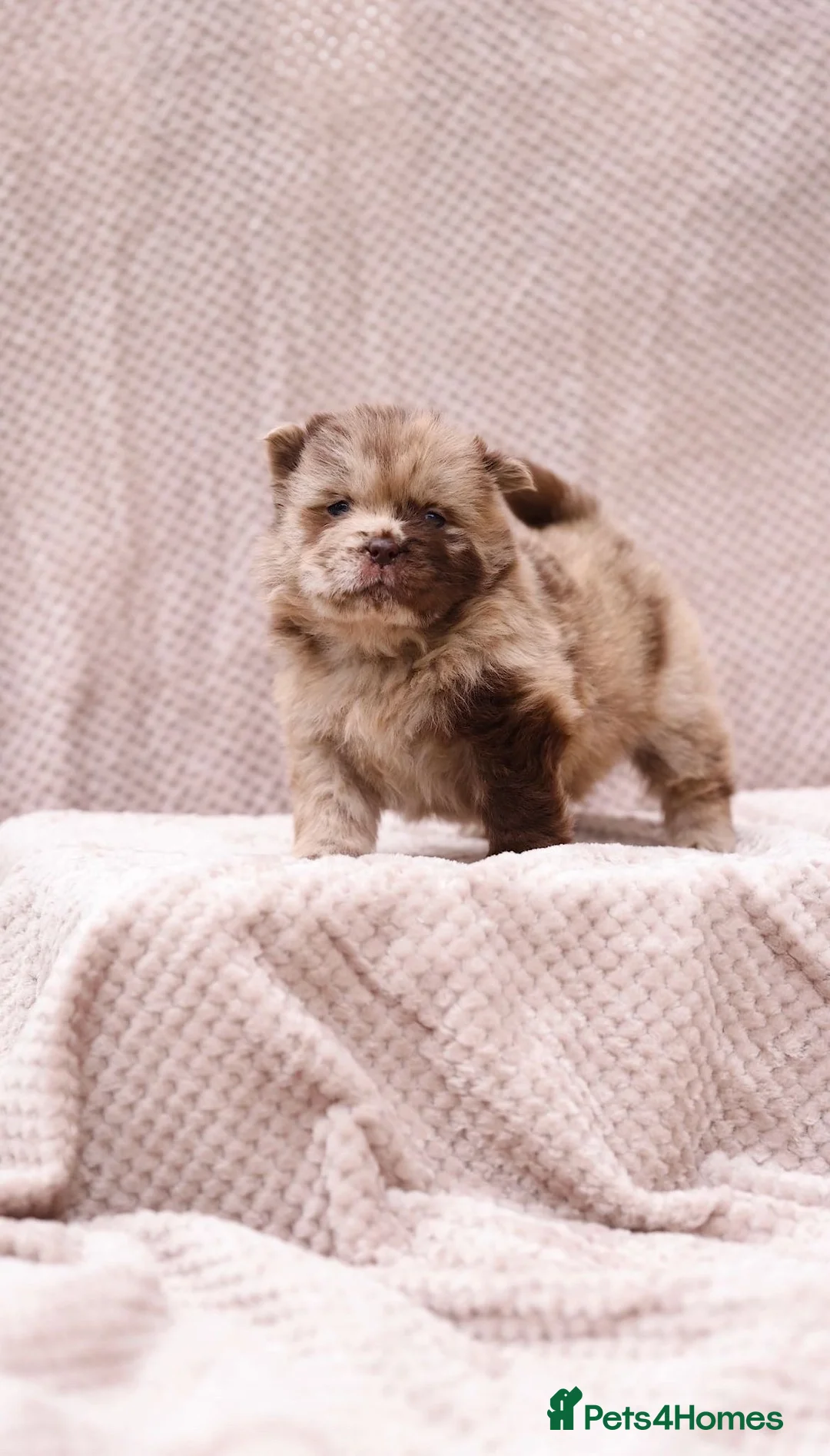 Chow Chow dogs for stud: Sire JIMMY , rainbow producer . in Gloucester - Advert 10