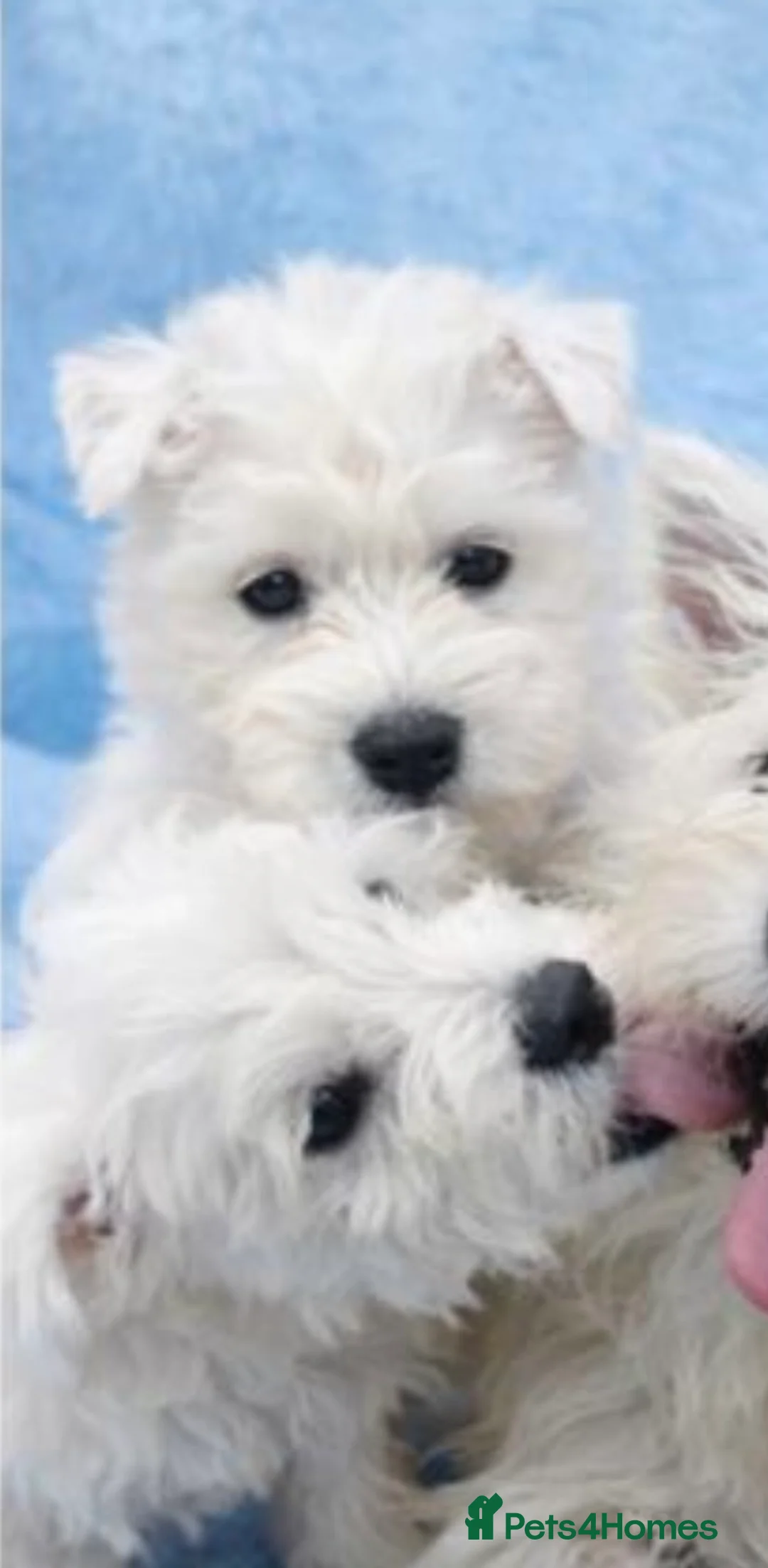 West Highland Terrier dogs for sale: Stunning Pure Pedigree West Highland Terrier  - Advert 2