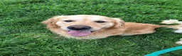Golden Retriever dogs for sale: Golden Retriever KC Registered Puppies - Advert 9