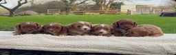 Cavapoo dogs for sale: Cavapoo Puppies - Advert 12