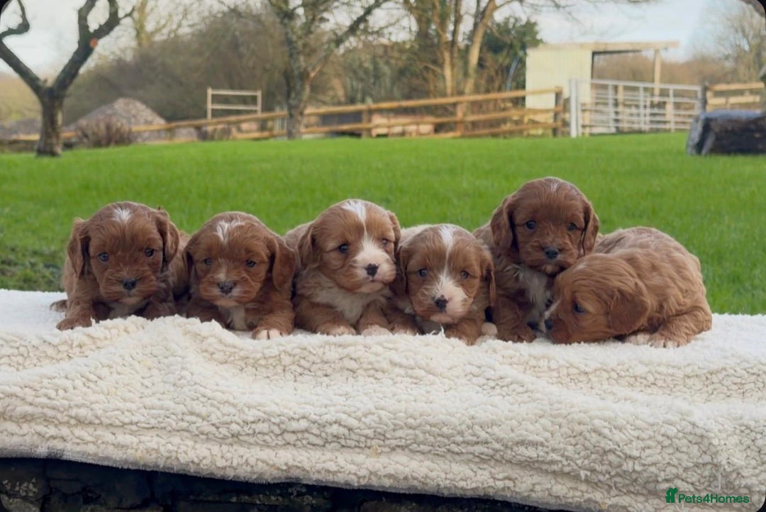 Cavapoo dogs for sale: Cavapoo Puppies - Advert 12