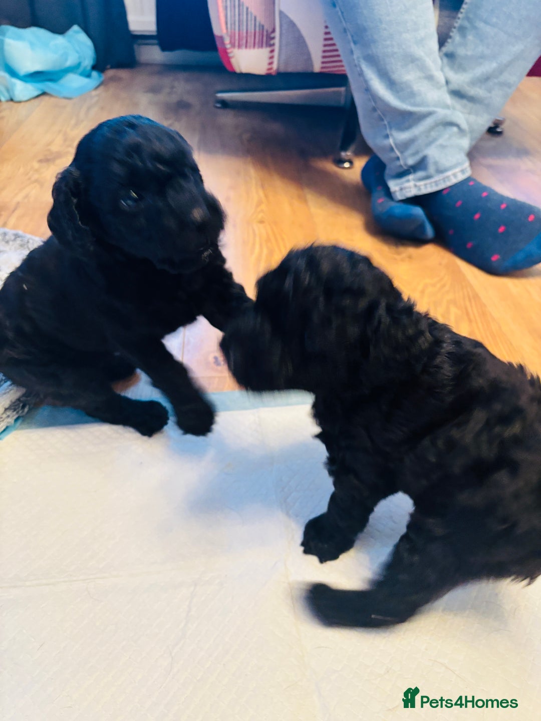 Labradoodle dogs for sale: Miniature Labradoodles - Advert 5